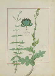 Illustration du Livre des simples médecines par Mattheaus Platearius, c.1470